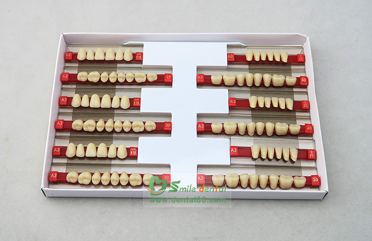 Two layer Acrylic Resin Teeth